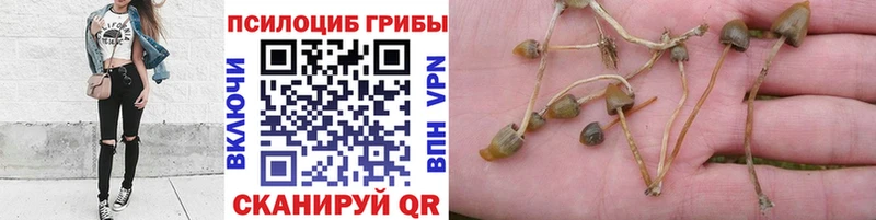 Псилоцибиновые грибы ЛСД МЕГА Бобров